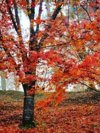 【木々が作る紅葉のトンネルや、落ち葉のじゅうたんが風情たっぷり。】
