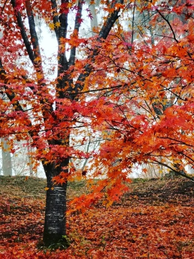 【木々が作る紅葉のトンネルや、落ち葉のじゅうたんが風情たっぷり。】