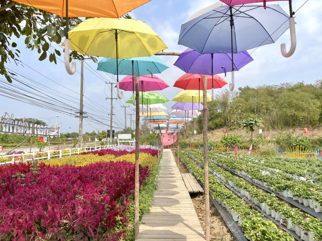 ไร่สตอเบอรี่ภูผาเด่นชัย จ.แพร่