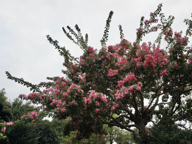 A Peaceful Pause: Hong Kong’s Best Kept Secrets—Chi Lin Nunnery and Nan Lian Garden