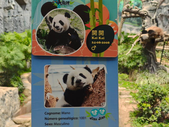 很趣緻的熊貓🐼🐼館