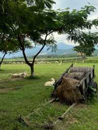CUTEST SHEEP FARM IN VINH HY, VIETNAM 🇻🇳