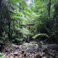Nature’s Paradise at Springbrook National Park 🇦🇺