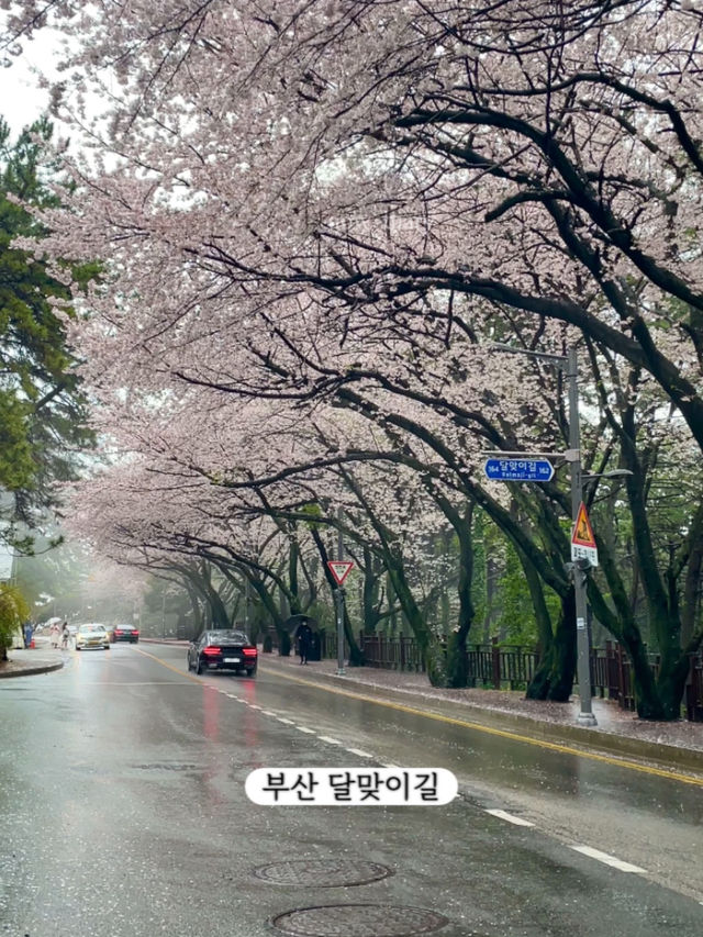 한달뒤면 벚꽃을 볼 수 있습니다!-부산 벚꽃명소