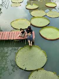 ไปดูบัวใหญ่ที่ หนำวังยาวฟาร์ม เทพา