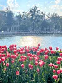 Cuihu Park: The Gem of the City