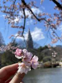 🌸 新宿御苑櫻花小心得！ 🌸