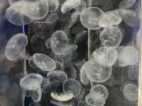 桃園 Xpark沉浸式水族館，探索奇幻海洋世界
