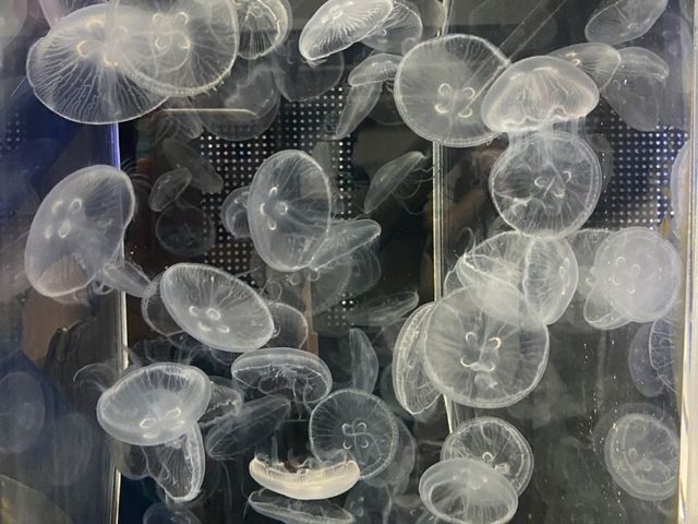 桃園 Xpark沉浸式水族館，探索奇幻海洋世界