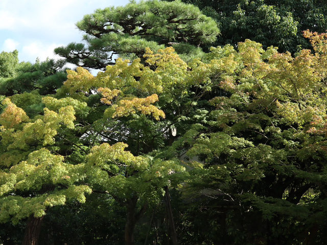 A Glimpse into Japan’s Timeless Elegance: Byodo-In Temple