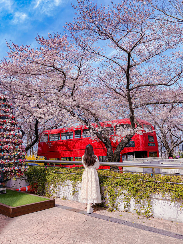 대구 벚꽃 명소 추천🌸