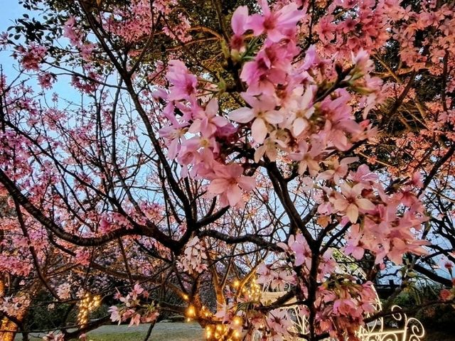 陽明山花季，浪漫登場