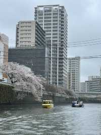 【東京】目黒川の桜を船上から眺める人気クルーズ！！