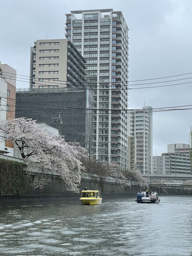 【東京】目黒川の桜を船上から眺める人気クルーズ！！