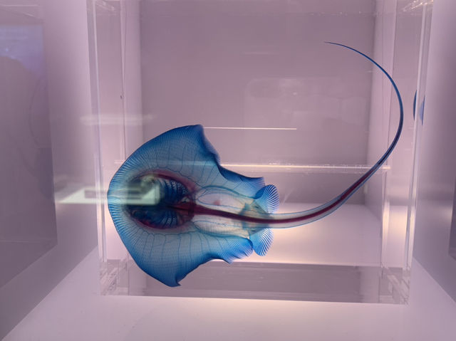 【静岡・沼津】沼津深海水族館🌊