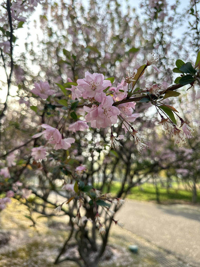 不是在日本🇯🇵而是在武漢 不用出國看櫻花🌸