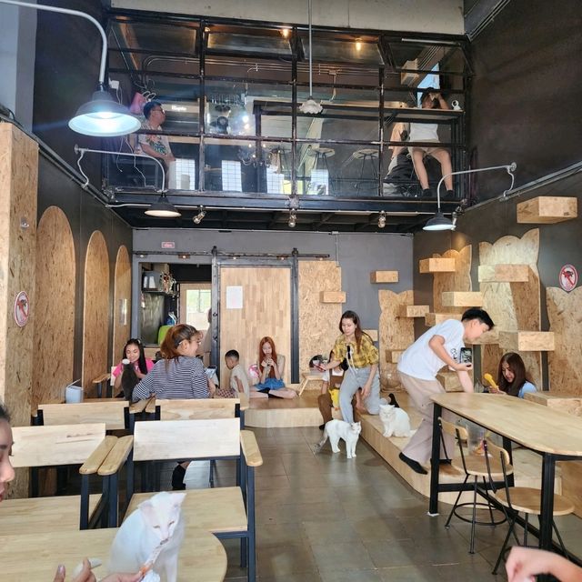 cat cafe in lamphun