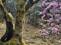 Jade Dragon Snow Mountain: Yunnan’s Majestic Ice-Capped Wonder