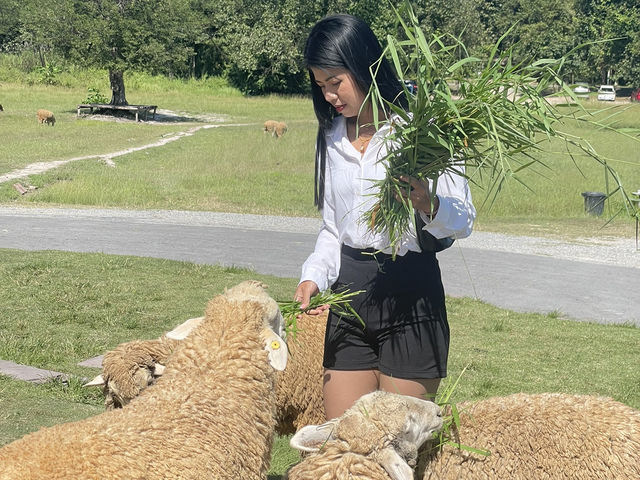 ฟาร์มแกะห้วยตึงเฒ่า 🐑