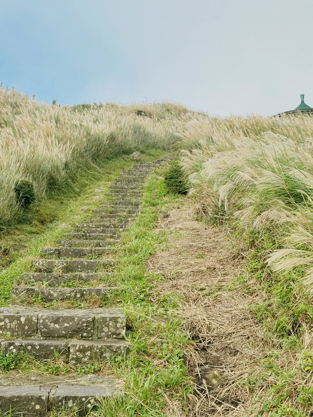 冷水坑步道⛰️芒草季✨