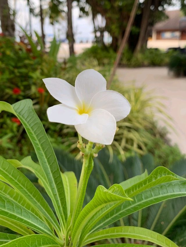 A season of Light  🌼