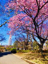 Step into Spring: Hiking and Blooms at Shinjuku Gyoen National Garden