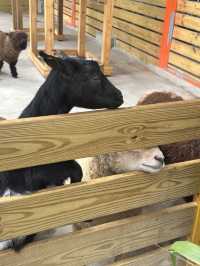 苗栗的童萌農場🐑大人小孩都適合來的地方
