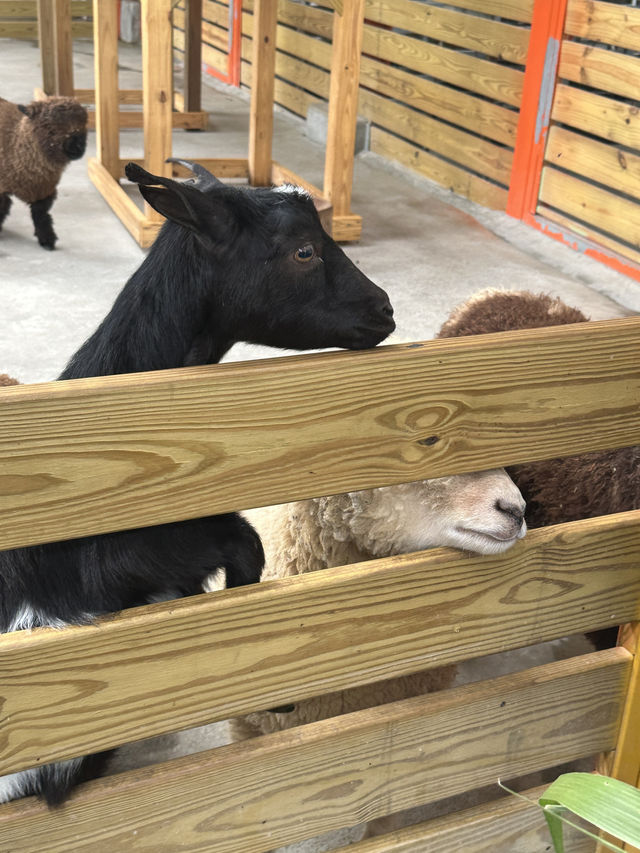 苗栗的童萌農場🐑大人小孩都適合來的地方