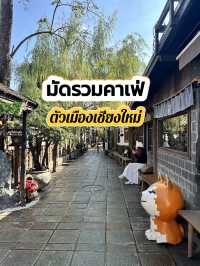 แชร์คาเฟ่ตัวเมืองเชียงใหม่ ห้ามพลาด🌟