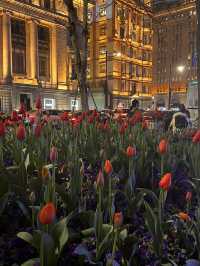 Tulips wonderland at The Bunds, Shanghai🌷