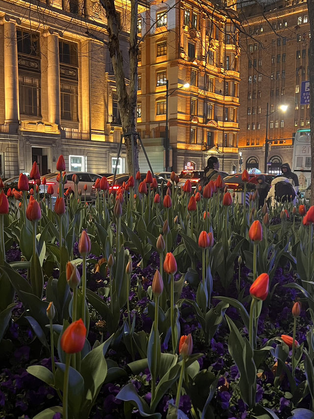 Tulips wonderland at The Bunds, Shanghai🌷