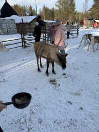 A visit to the Magical Reindeer Encounter in Lapland