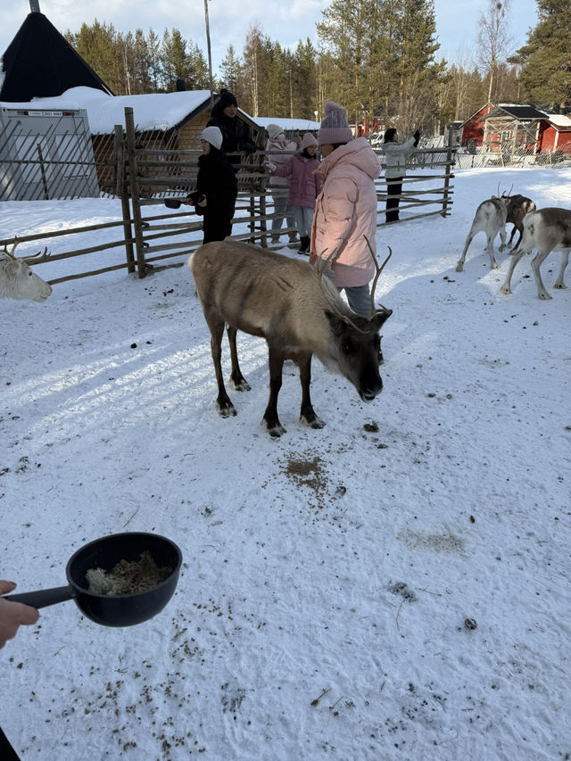 A visit to the Magical Reindeer Encounter in Lapland