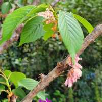 🌸 **鴨脷洲公園櫻花觀賞遊覽分享** 🌸