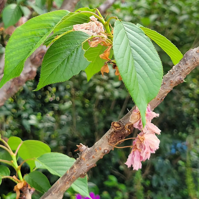 🌸 **鴨脷洲公園櫻花觀賞遊覽分享** 🌸