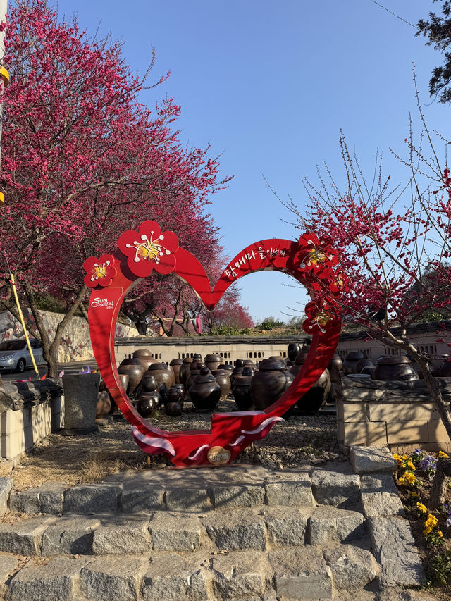 순천 매화 여행코스 추천🌸 하루 만에 다 갈 수 있어요💖