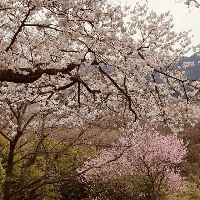 A Photographer's Dream in Spring 📸🌸 