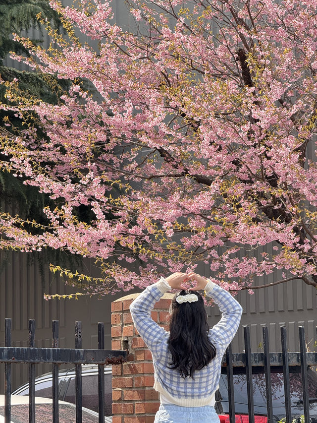🌸ซากุระคาวาซุ ปูซาน 🌸