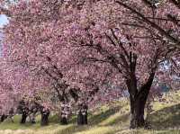 Chasing Sakura at Eboshiyama Senbonzakura