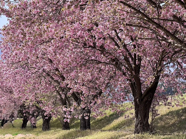 Chasing Sakura at Eboshiyama Senbonzakura