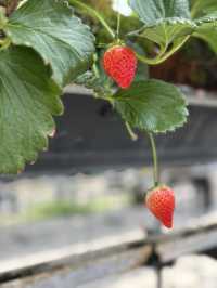 【藤枝】贅沢いちご狩り 甘くてジューシー！
