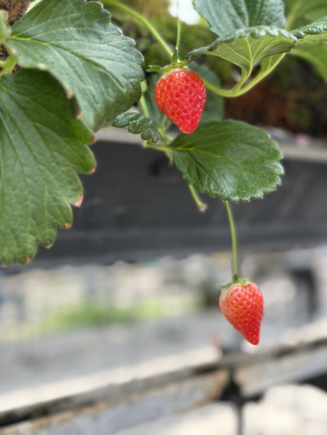 【藤枝】贅沢いちご狩り 甘くてジューシー！