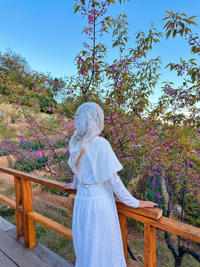 Chasing cherry blossom at Doi Inthanon 🌸