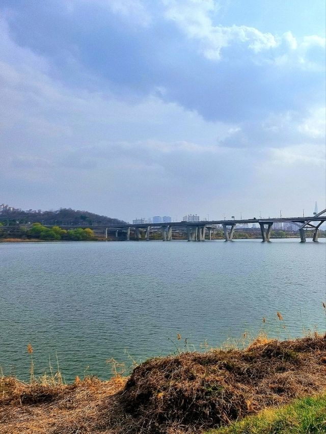 강아지와 산책하며 힐링하기 좋은 한적한 한강공원🏞