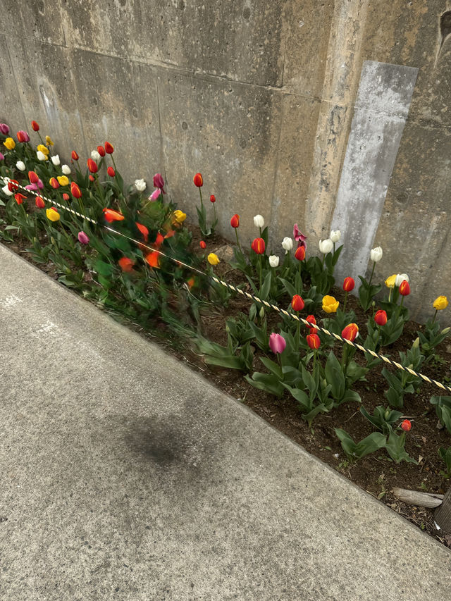 벚꽃&유채꽃&튤립을 모두 볼 수 있는 부산명소