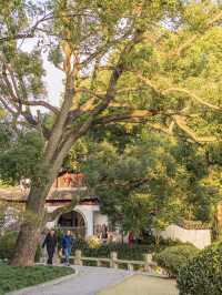 🍂 A Perfect Autumn Day in Jiading: Culture, Colors & Comfort
