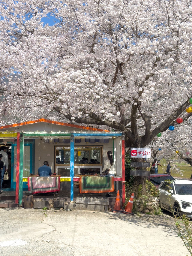 녹차밭과 벚꽃 조합이 아름다운 곳..🌿🌸💕