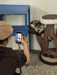 고양이 집사들의 고양이 탐방 당일치기 허우통 여행!