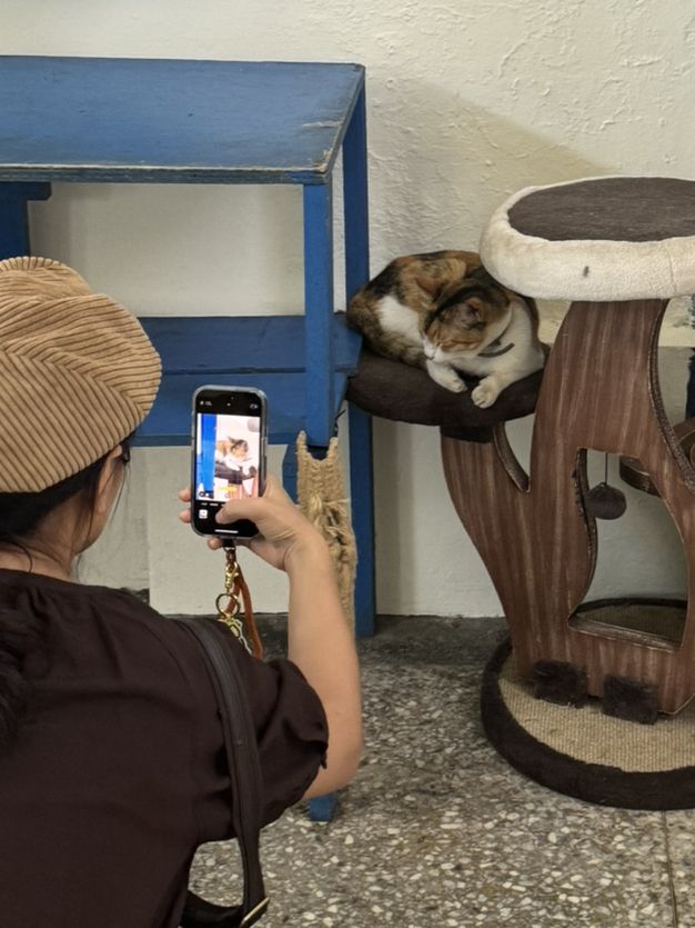 고양이 집사들의 고양이 탐방 당일치기 허우통 여행!