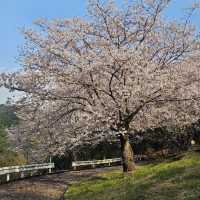 藻巖山·高地櫻花秘境